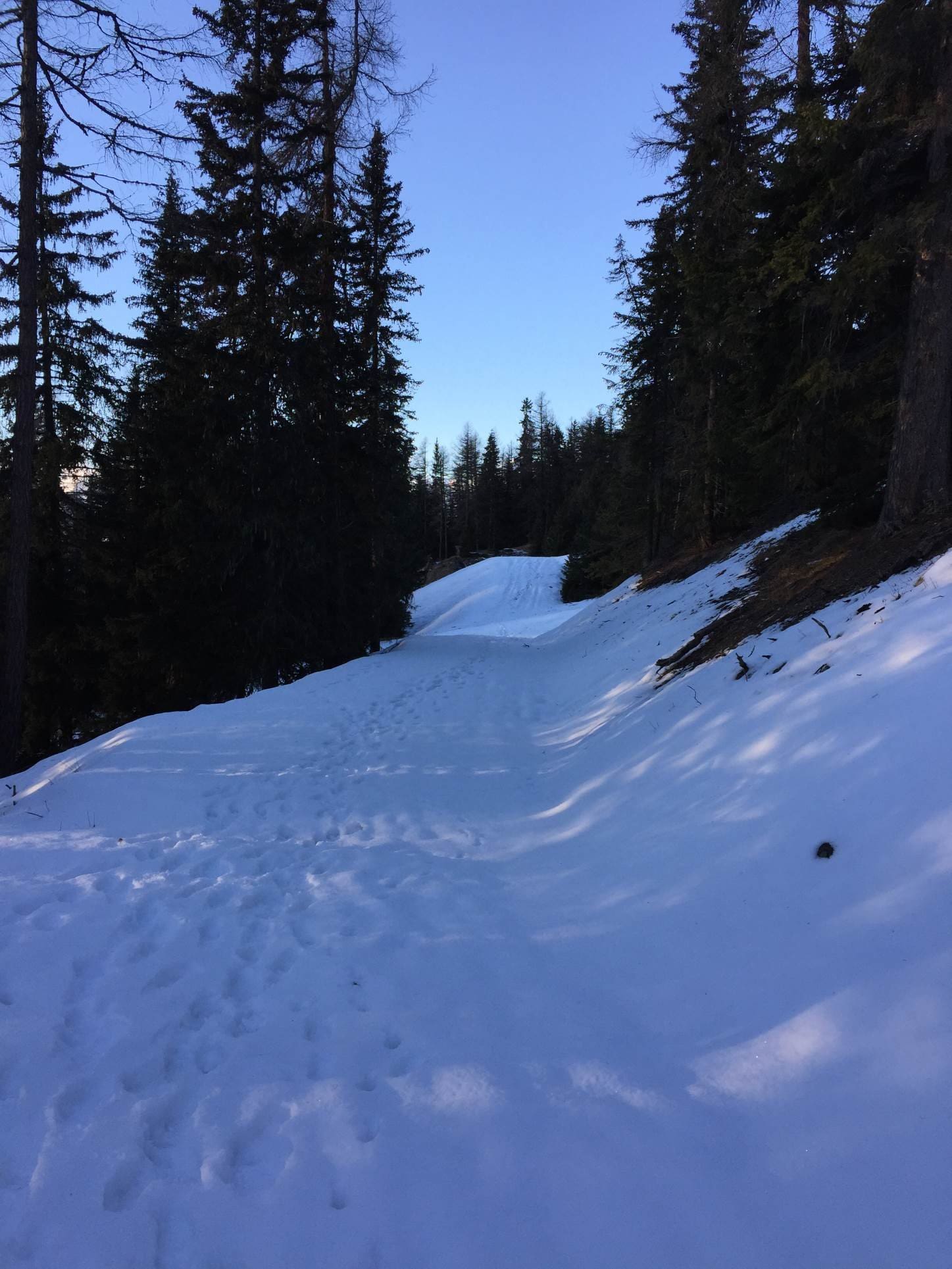 Les bois de Peisey-Vallandry